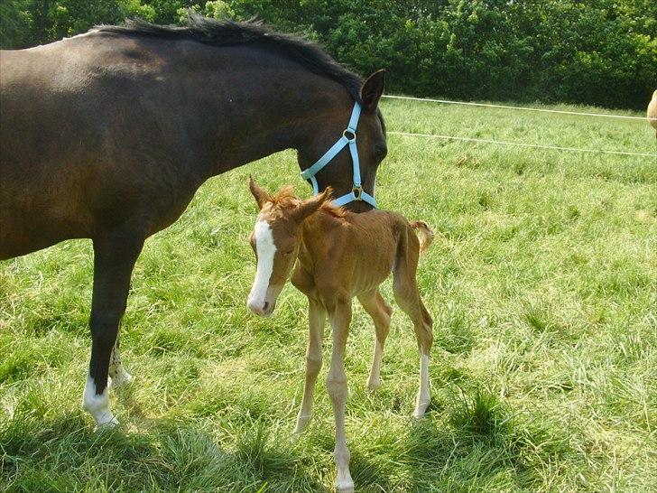 DSP Nh`s Miss Hermione (Mone Muss) billede 10