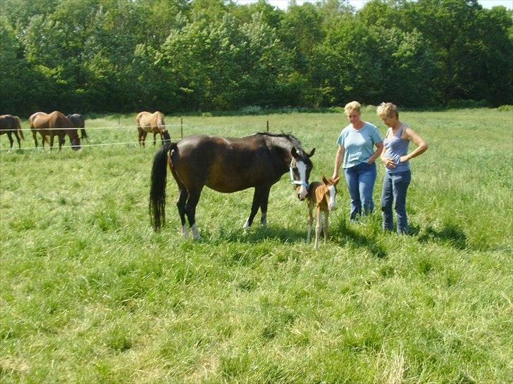 DSP Nh`s Miss Hermione (Mone Muss) billede 11