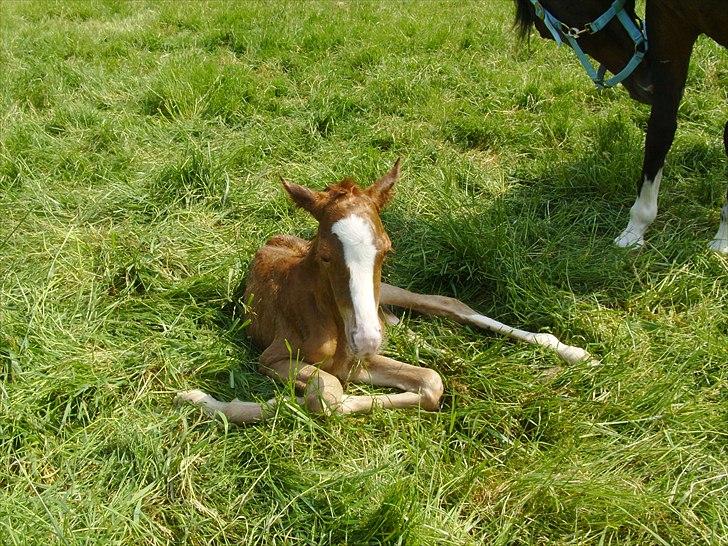 DSP Nh`s Miss Hermione (Mone Muss) billede 14