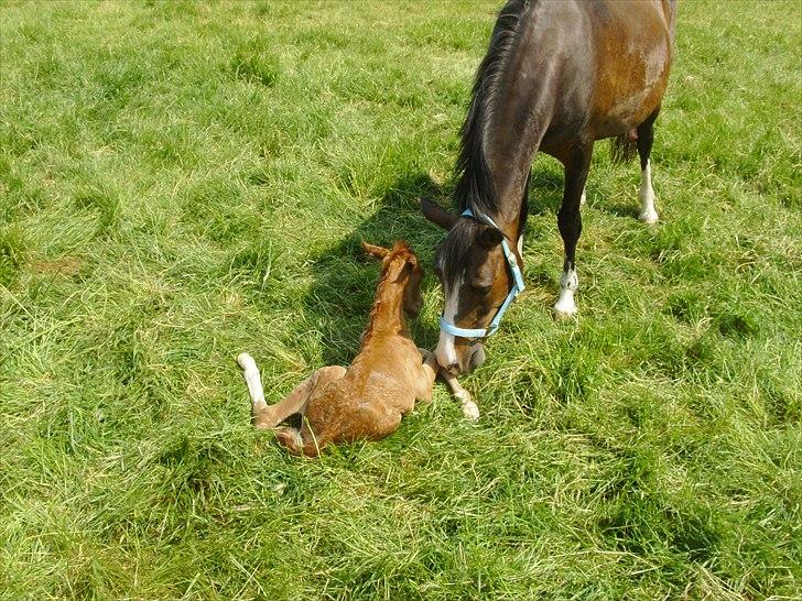 DSP Nh`s Miss Hermione (Mone Muss) billede 17