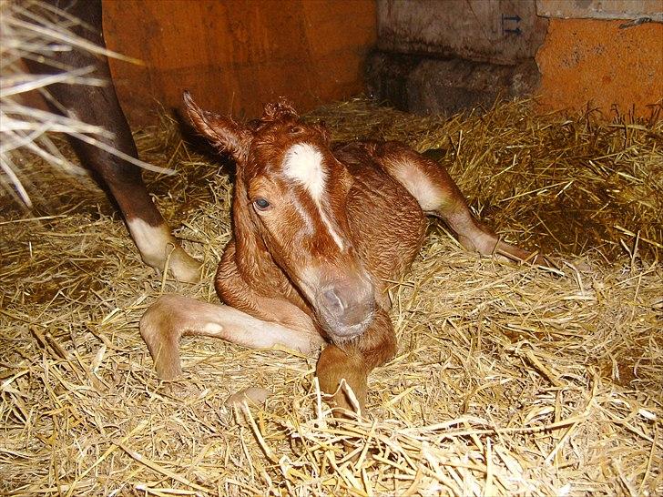 Anden særlig race Nh's Mr. Merlin (Merlok) - Velkommen billede 1