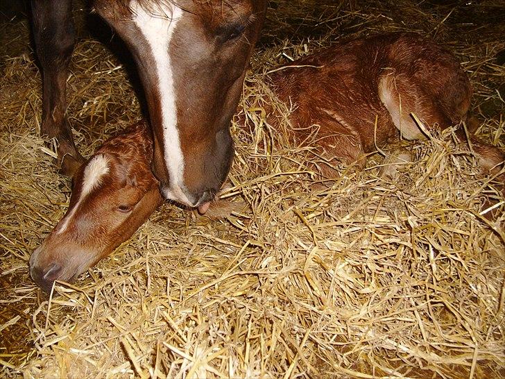 Anden særlig race Nh's Mr. Merlin (Merlok) billede 2