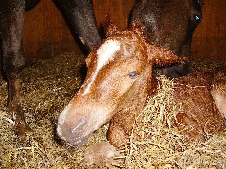 Anden særlig race Nh's Mr. Merlin (Merlok) billede 3