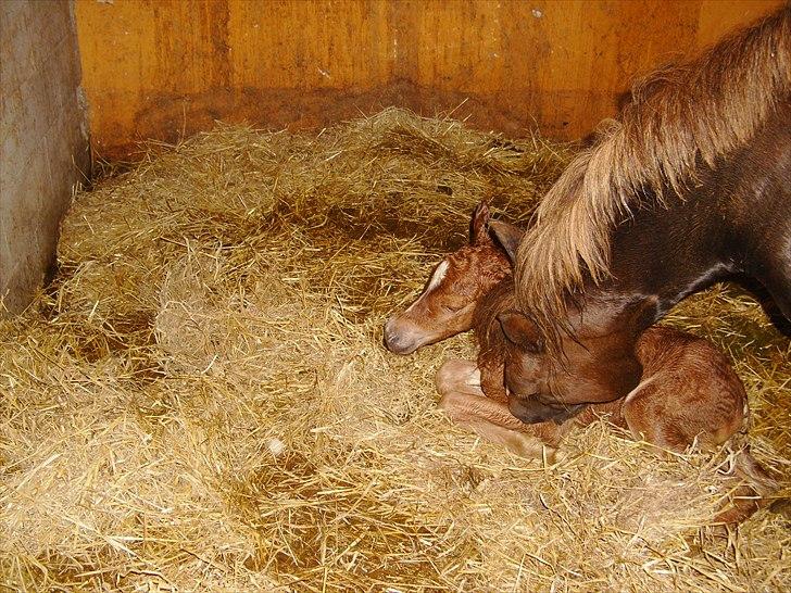 Anden særlig race Nh's Mr. Merlin (Merlok) billede 4