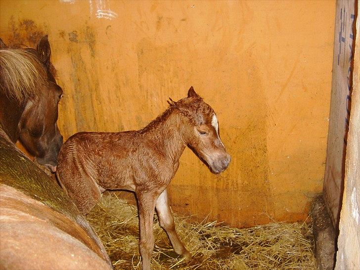 Anden særlig race Nh's Mr. Merlin (Merlok) billede 5
