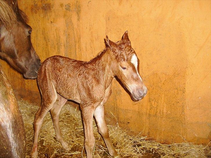 Anden særlig race Nh's Mr. Merlin (Merlok) billede 6