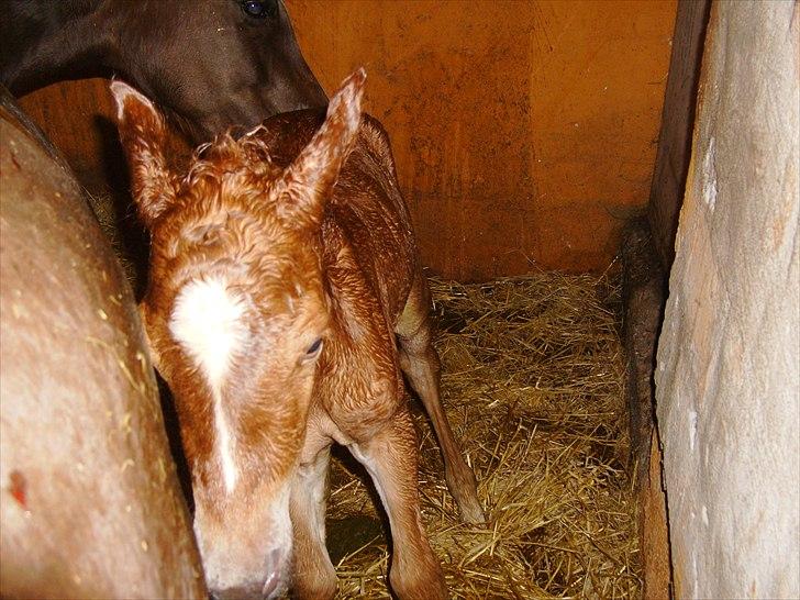 Anden særlig race Nh's Mr. Merlin (Merlok) billede 7