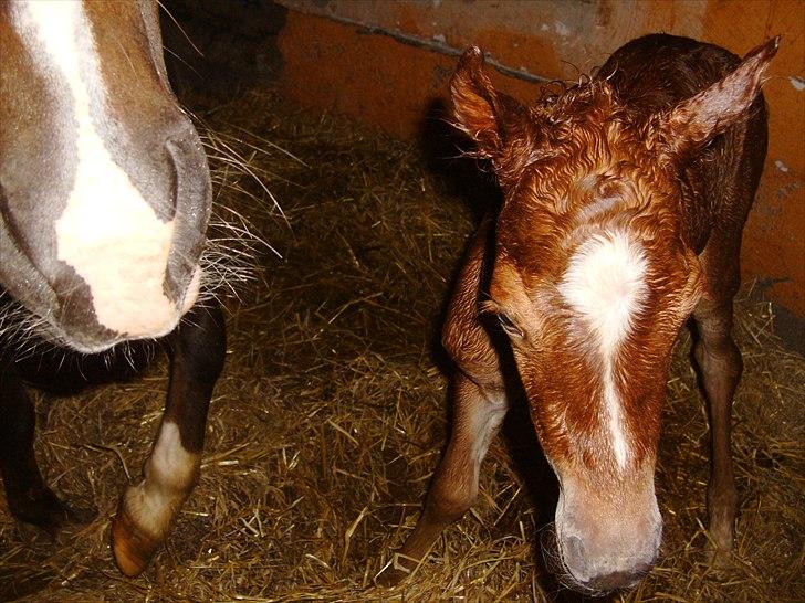 Anden særlig race Nh's Mr. Merlin (Merlok) billede 8