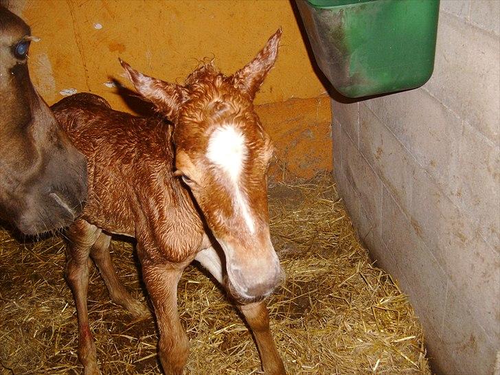 Anden særlig race Nh's Mr. Merlin (Merlok) billede 9