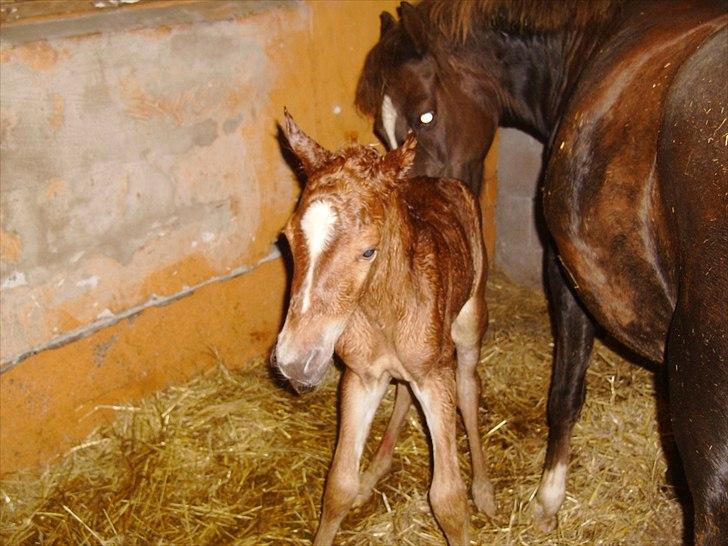 Anden særlig race Nh's Mr. Merlin (Merlok) billede 10