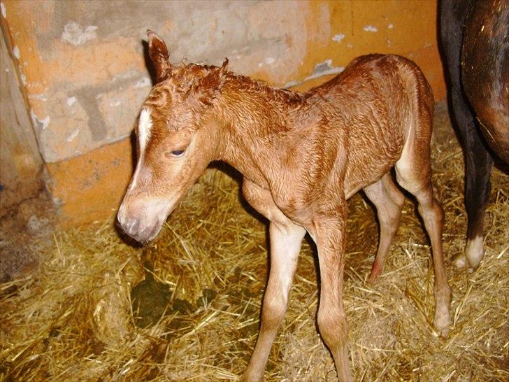 Anden særlig race Nh's Mr. Merlin (Merlok) billede 11