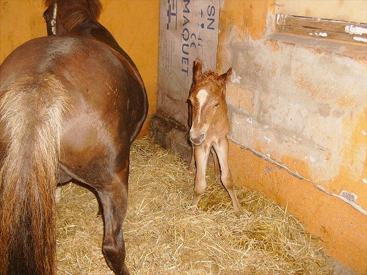 Anden særlig race Nh's Mr. Merlin (Merlok) billede 12