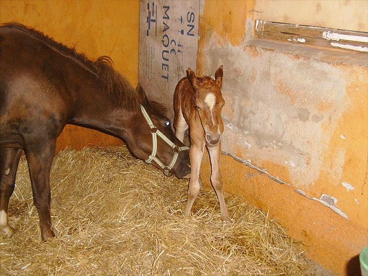 Anden særlig race Nh's Mr. Merlin (Merlok) billede 13