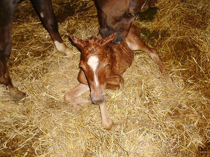 Anden særlig race Nh's Mr. Merlin (Merlok) billede 14