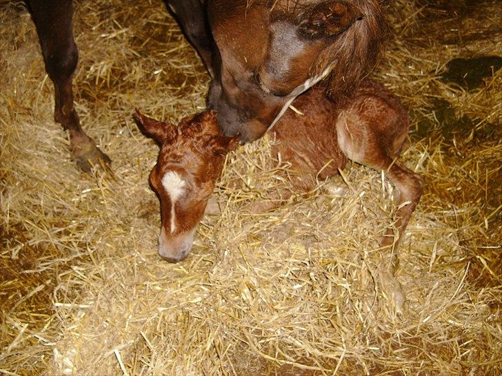 Anden særlig race Nh's Mr. Merlin (Merlok) billede 15