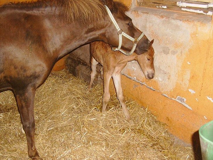 Anden særlig race Nh's Mr. Merlin (Merlok) billede 16