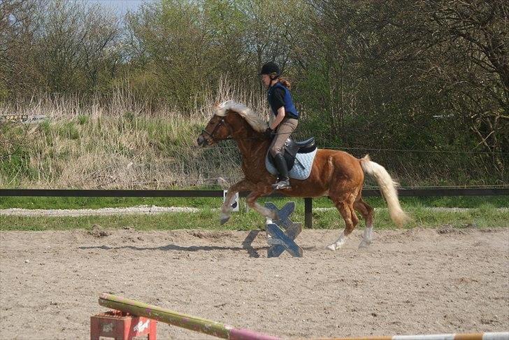 Haflinger Attica *solgt* ;-( billede 13