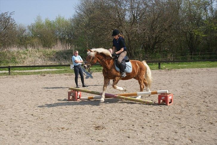 Haflinger Attica *solgt* ;-( billede 4