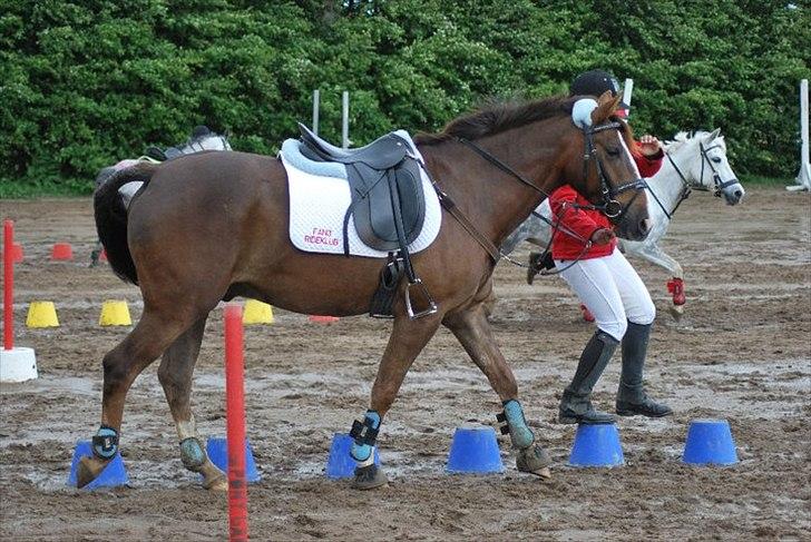 Anden særlig race Irish Image (Uno)  SOLGT:'-( billede 7