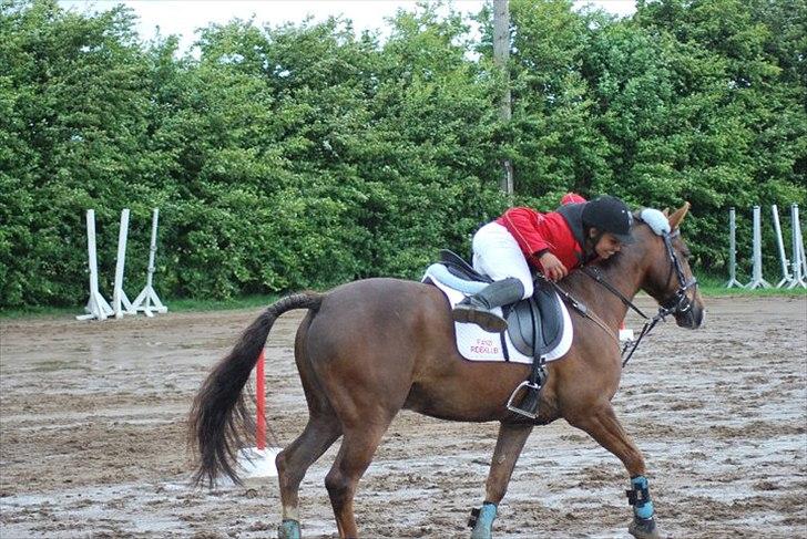 Anden særlig race Irish Image (Uno)  SOLGT:'-( billede 8