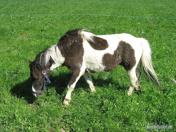 Shetlænder domino billede 9