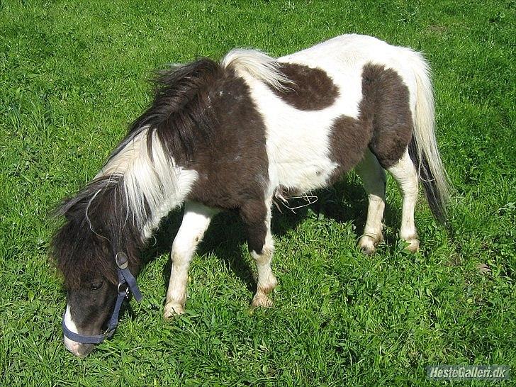 Shetlænder domino billede 10