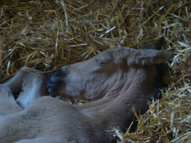 Palomino Suna's Golden Treasure - Suna's Golden Treasure 4 timer gammel billede 4