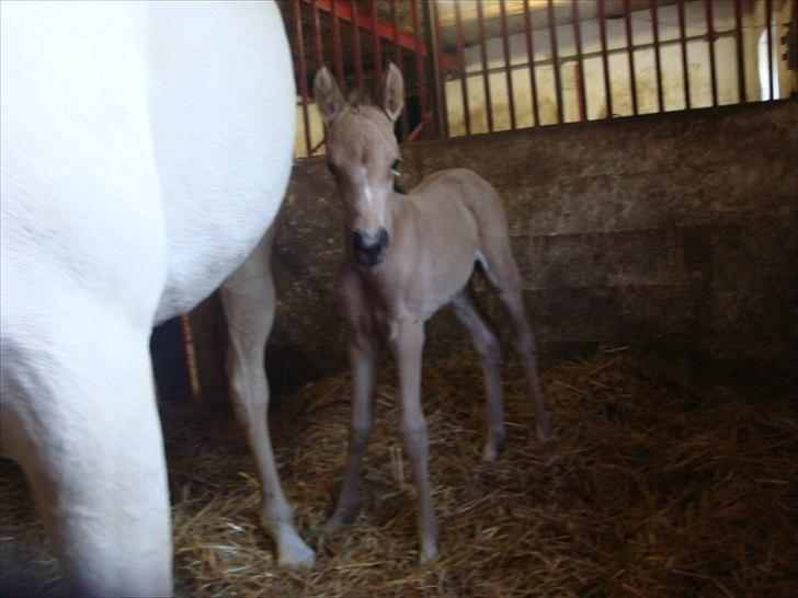 Palomino Suna's Golden Treasure - 4 timer gammel billede 5