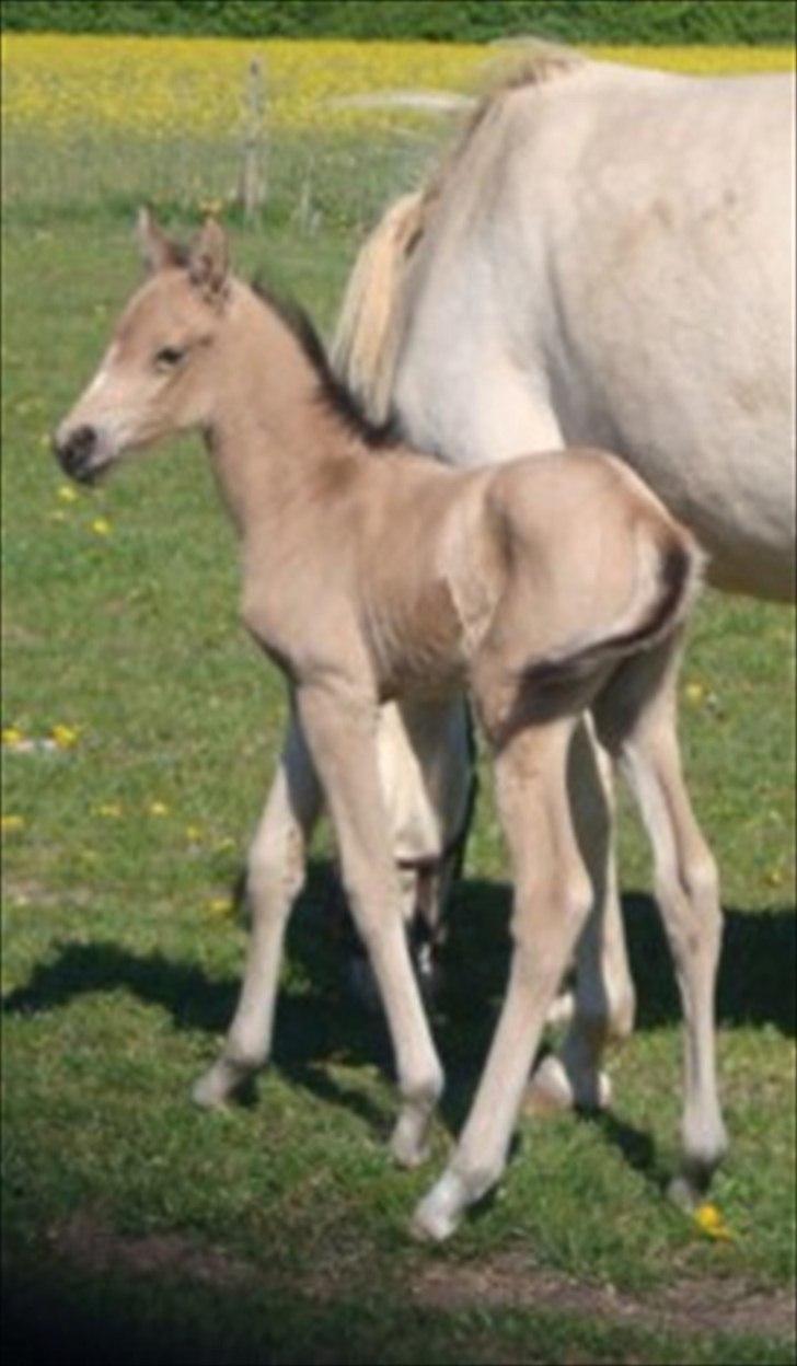 Palomino Suna's Golden Treasure billede 6