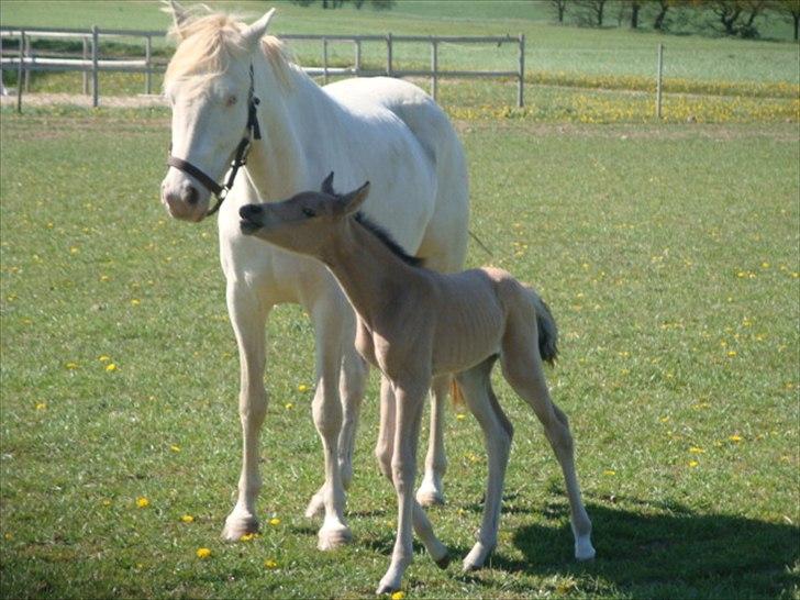 Palomino Suna's Golden Treasure billede 8