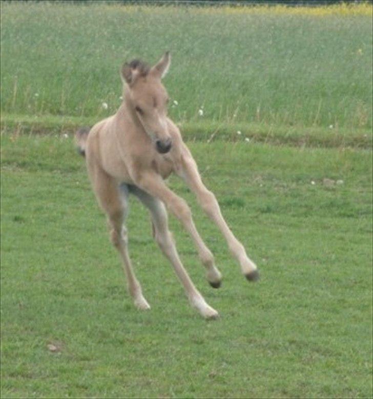 Palomino Suna's Golden Treasure - 1 Mdr. billede 9