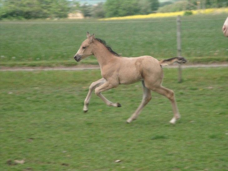 Palomino Suna's Golden Treasure - 1 mdr. billede 20