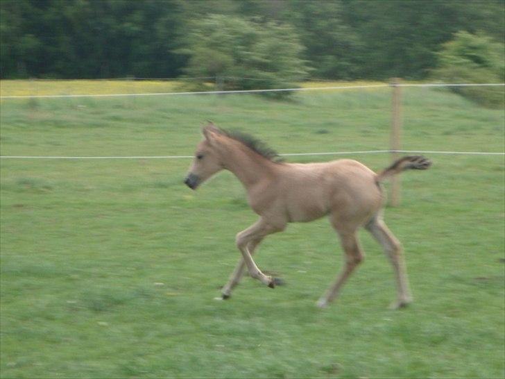 Palomino Suna's Golden Treasure - ! mdr. Masser af krudt billede 10