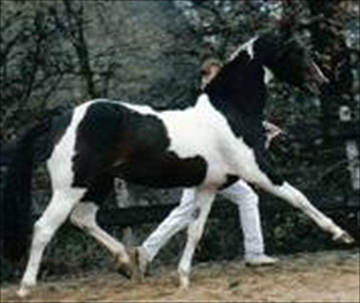 Barockpferd Felina Solgt - Den nu afdøde legendariske Ed King Hill. Felina´s MFF. billede 13