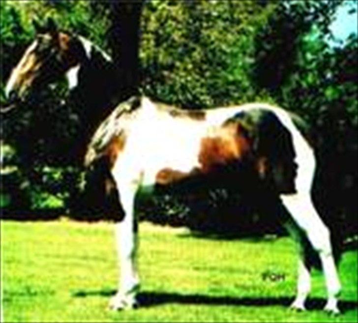 Barockpferd Felina Solgt - Han var nu en flot hest :)  billede 14