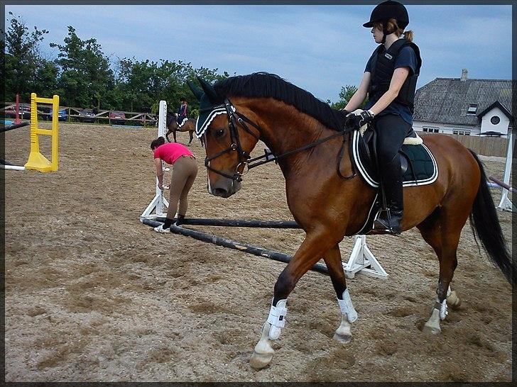 Dansk Varmblod D'Niemann-Sølyst [Himmelhest] - Springtræning 2011 på Nygård. billede 11