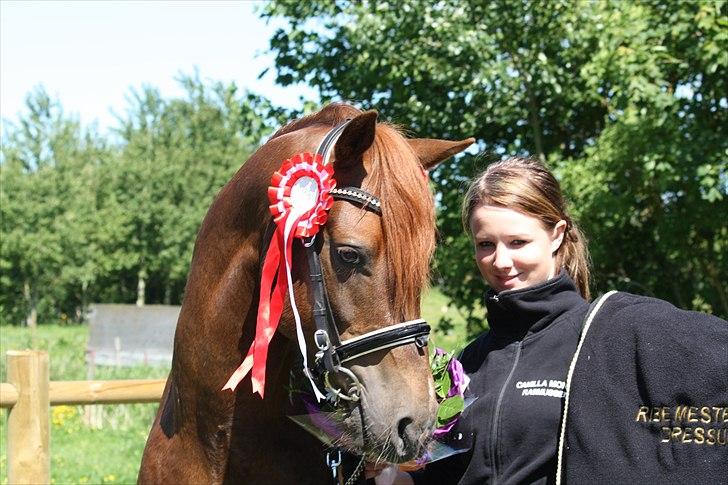 Welsh Pony (sec B) Eilunds Spartan  billede 13
