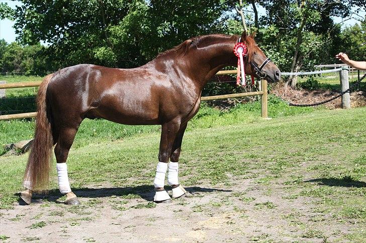 Welsh Pony (sec B) Eilunds Spartan  billede 14
