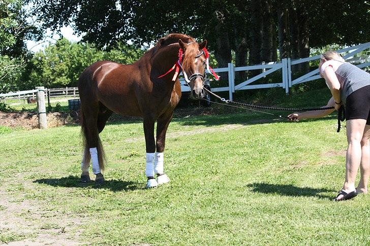 Welsh Pony (sec B) Eilunds Spartan  billede 16