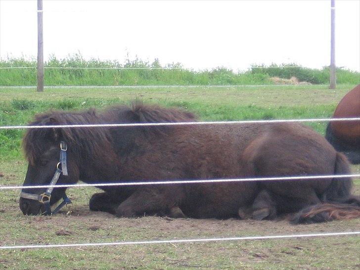 Shetlænder Zilverflame billede 8