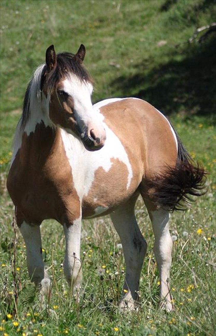 Irish Cob Li. Høngård´s Golden Diva (Dolly) - 4-6-2011 billede 18