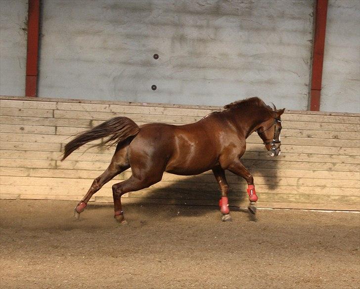 Anden særlig race Rocky - Solgt  billede 10