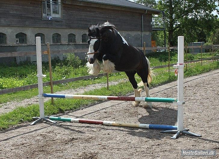 Irish Cob Ådalens Pocahontas billede 3