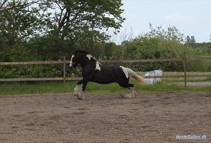 Irish Cob Ådalens Pocahontas billede 12