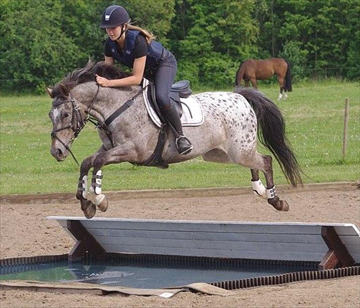 Anden særlig race Belle  - Stor vand v. Johnny Hansen. 
Foto: Sarah Wheler  billede 7