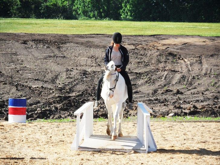 Hollandsk Sportspony  JUANOS (JOENS) <3 - Din sidste dag d. 9 juni.. sov godt mindreng<3 billede 19