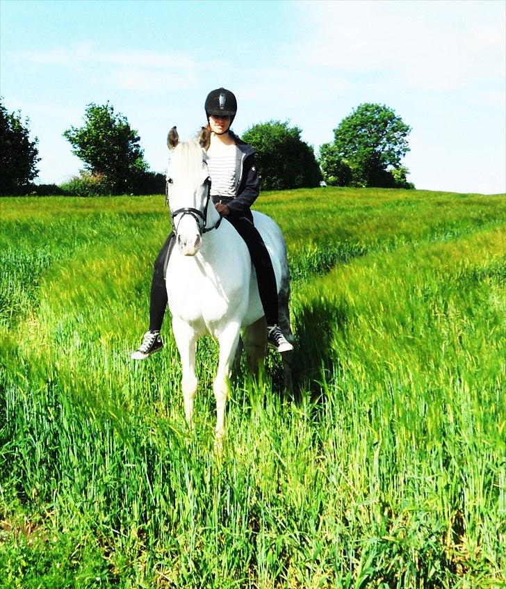 Hollandsk Sportspony  JUANOS (JOENS) <3 - Den sidste dag - tak for alt, du har gjort mig til den jeg er ! billede 2