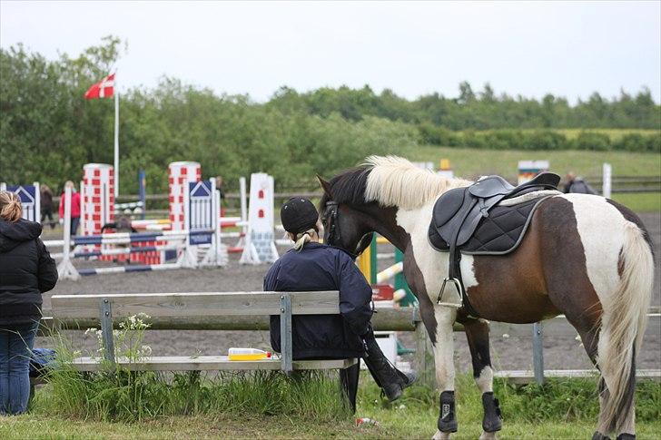 Pinto Skovslands Lille Fod - Andrea og Lille fusen hygger til springstævne! :-) billede 16