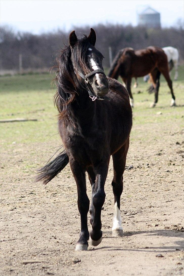Anden særlig race Miss Papaya   - Trav, trav, trav, trav.  billede 1