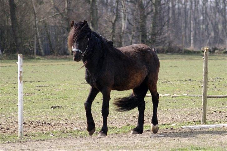 Anden særlig race Bob-Marley - Bobben på fold. Foråret 2010.  billede 1